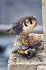 Peregrine Breakfast