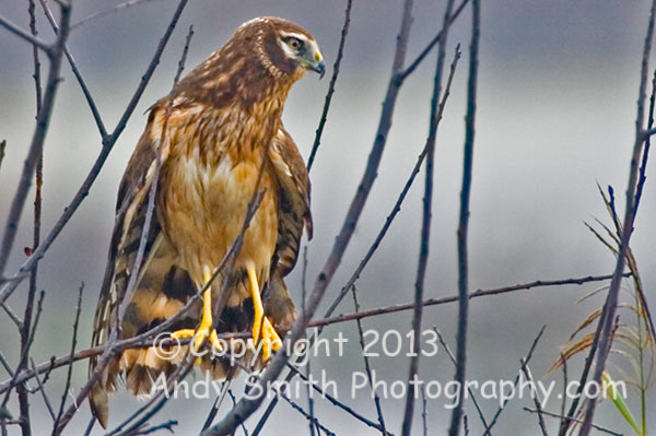 Juvenile Northern Harrier