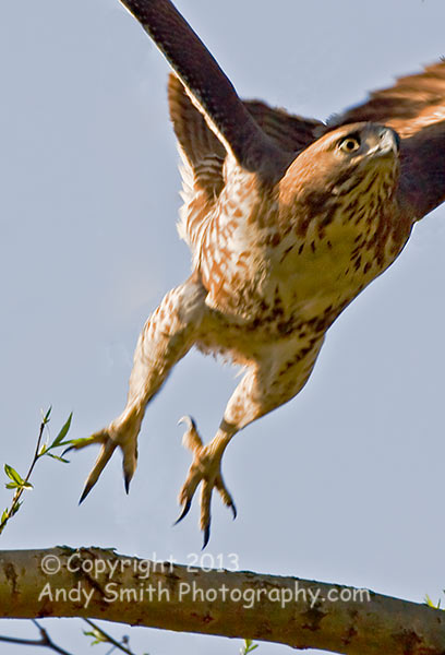 Juvenile Red-tailed Hawk Takeoff