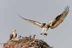 Osprey Family on Nest