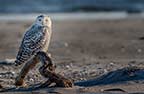 Snowy Owl on the Beach