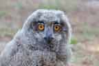Juvenile Eurasian Eagle Owl