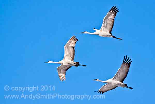 Sandhill Cranes in Flight in New Jersey