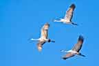 Sandhill cranes in New Jersey in flight