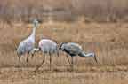 Sandhill Cranes Feeding n NJ