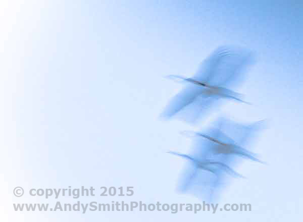 Sanhill Cranes on the Patte Blur