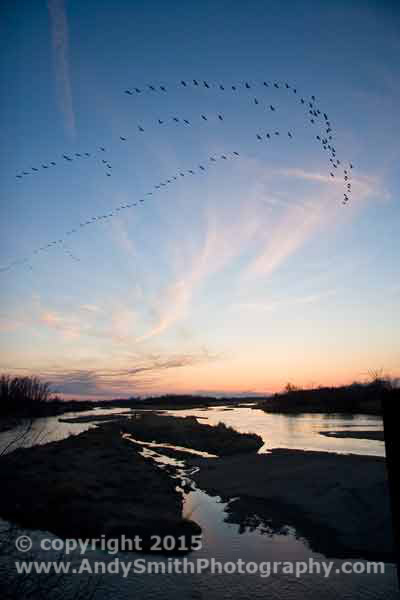 Sandhill Cranes in the sunset on the Platte River