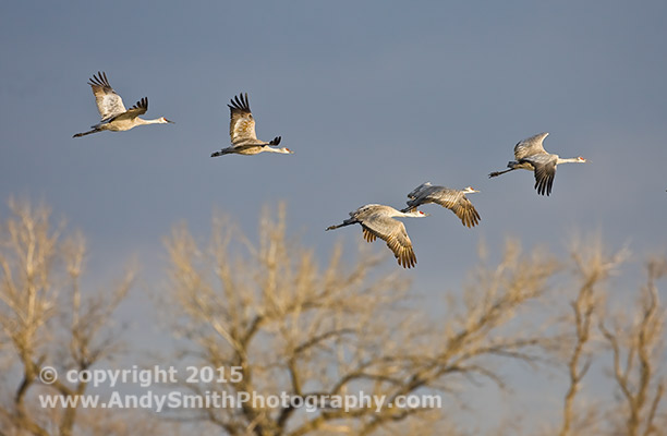 Sandhill Cranes in FLight inthe Morning