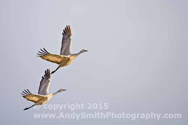 Two Sandhil Cranes in Flight on the Platte River