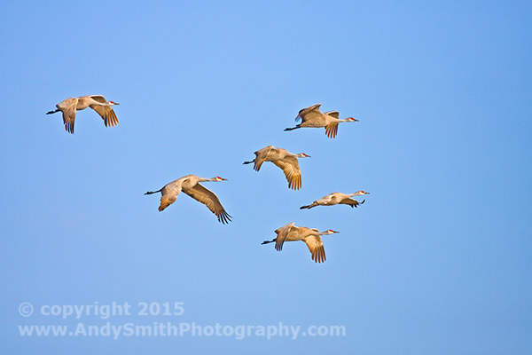 six Sandhill Cranes in Flight near the Platte river