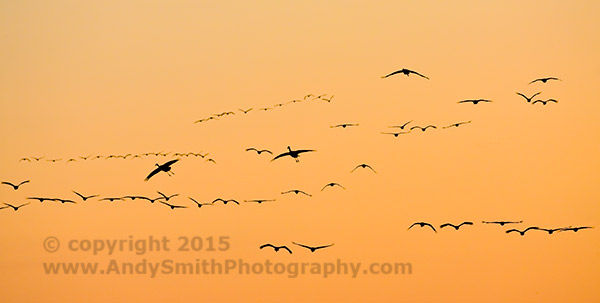 Sandhill Cranes Coming in fora Landing at Sunset on the Platte River