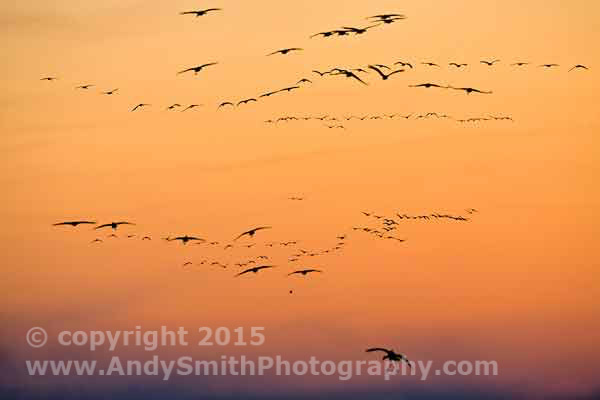 Sandhill Cranes Coming in for a Landing at Sunset