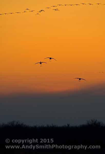 Sandhill Cranes Coming in for a Landing on the Platte