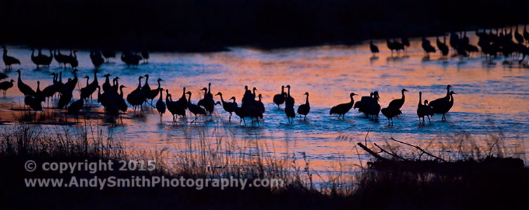 Sunset Reflection on the Platte River with Sandhill Cranes