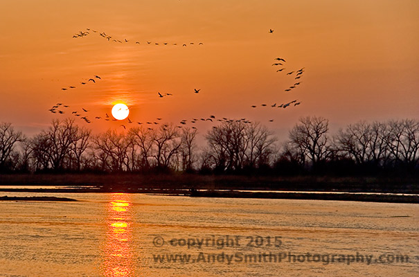 Sandhill CRanes in the Sunset on the Platte River