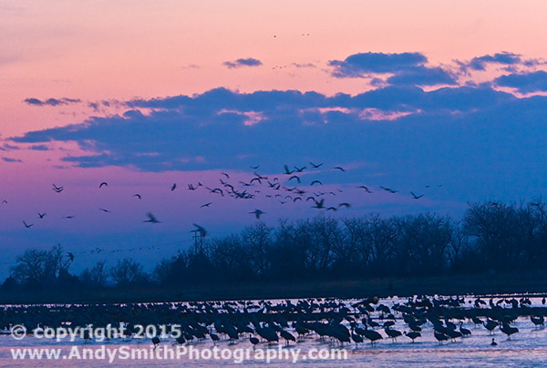 Evening on the Platte River with Sandhill Cranes