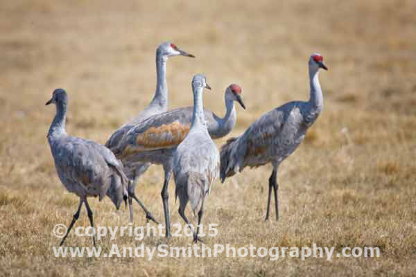 Sandhill Cranes in the Fields near the Platte River