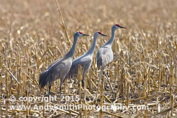 Sandhill Cranes Looking in the fields near the Platte River