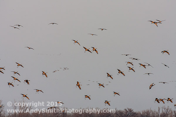 Sandhill Cranes Landing at Sunset