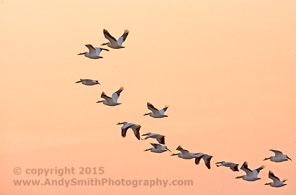 white Pelicans in Flight over the Platte River