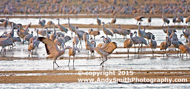 Mating Dance of Sandhill Cranes