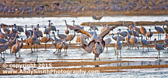 Mating Dance of male Sandhill Cranes on the Platte river