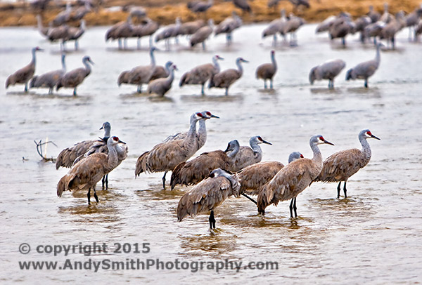 Sandhill Cranes in the Platte in the late afternoon