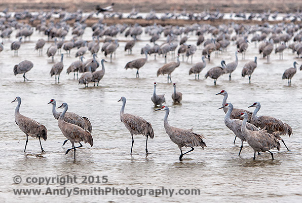 Group of Sandhill Cranes in the Platte River in the late afternoon