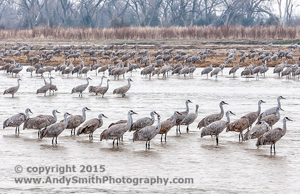 Sandhill Cranes in the late afternoon on the Platte River