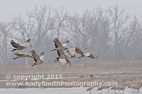 Sandhill Cranes in Flight on a Rainy Morning