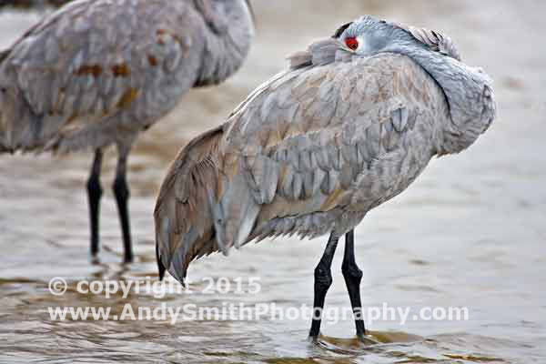 Sandhilll Crane Resting in the Platte River