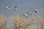 Sandhills in FLight at Dawn