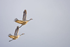 Sandhill Pair in Flight