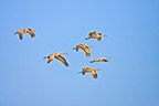 Sandhill Cranes in Flight inthe Morning