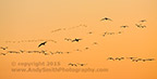 Sandhill Cranes  in the Sunset