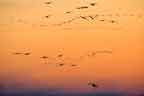 Sandhill Crane Sunset Landing