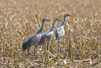 sandhills in a corn field