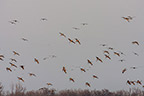 Sandhilll Cranes Landing at Sunset on the Platte