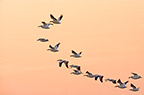 White Pelicans on  the Platte River