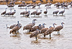 Group of Sandhill Cranes in the evening on the Platte River