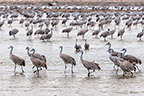 Group of Sandhill Cranes in the Evening on the Platte River