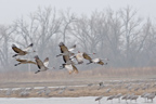 Sandhills in Flight on a rainy moring