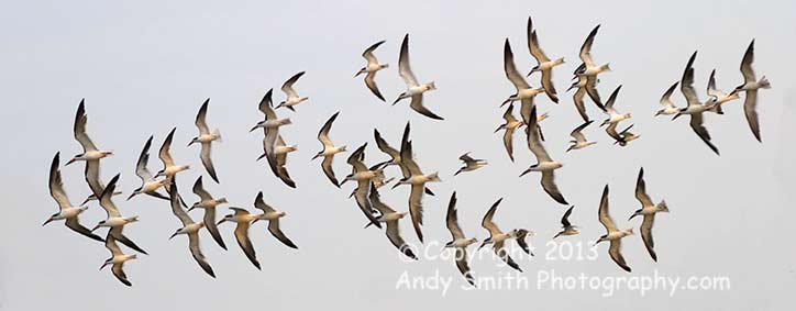 Black Skimmers in Flight