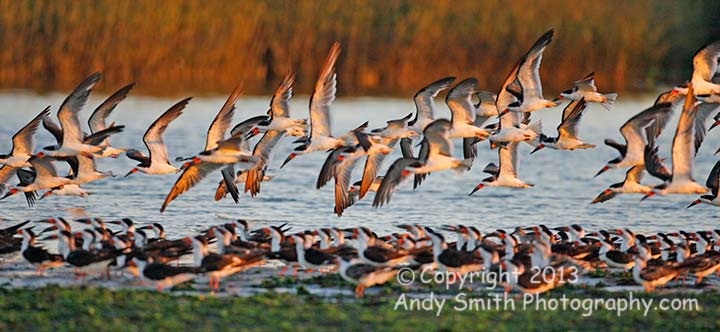 Black Skimmers  at Sunrise