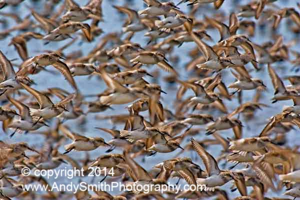 Sandpipers in Flight