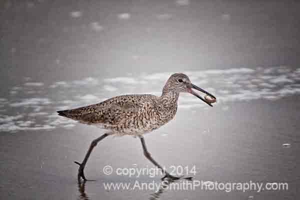 Willet with Food