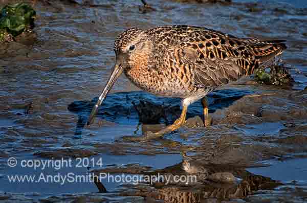 Short-billed Dowitcher on a Mudflat