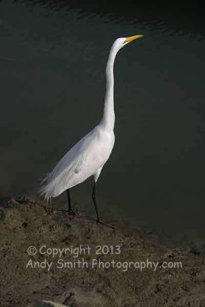 Great Egret