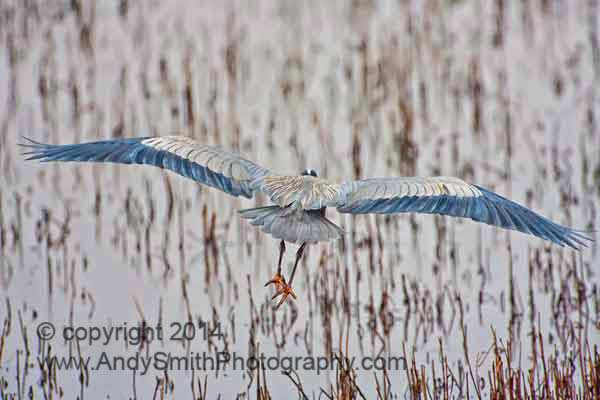 Great Blue Heron Landing