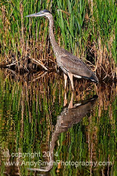 Great Blue Heron Standing